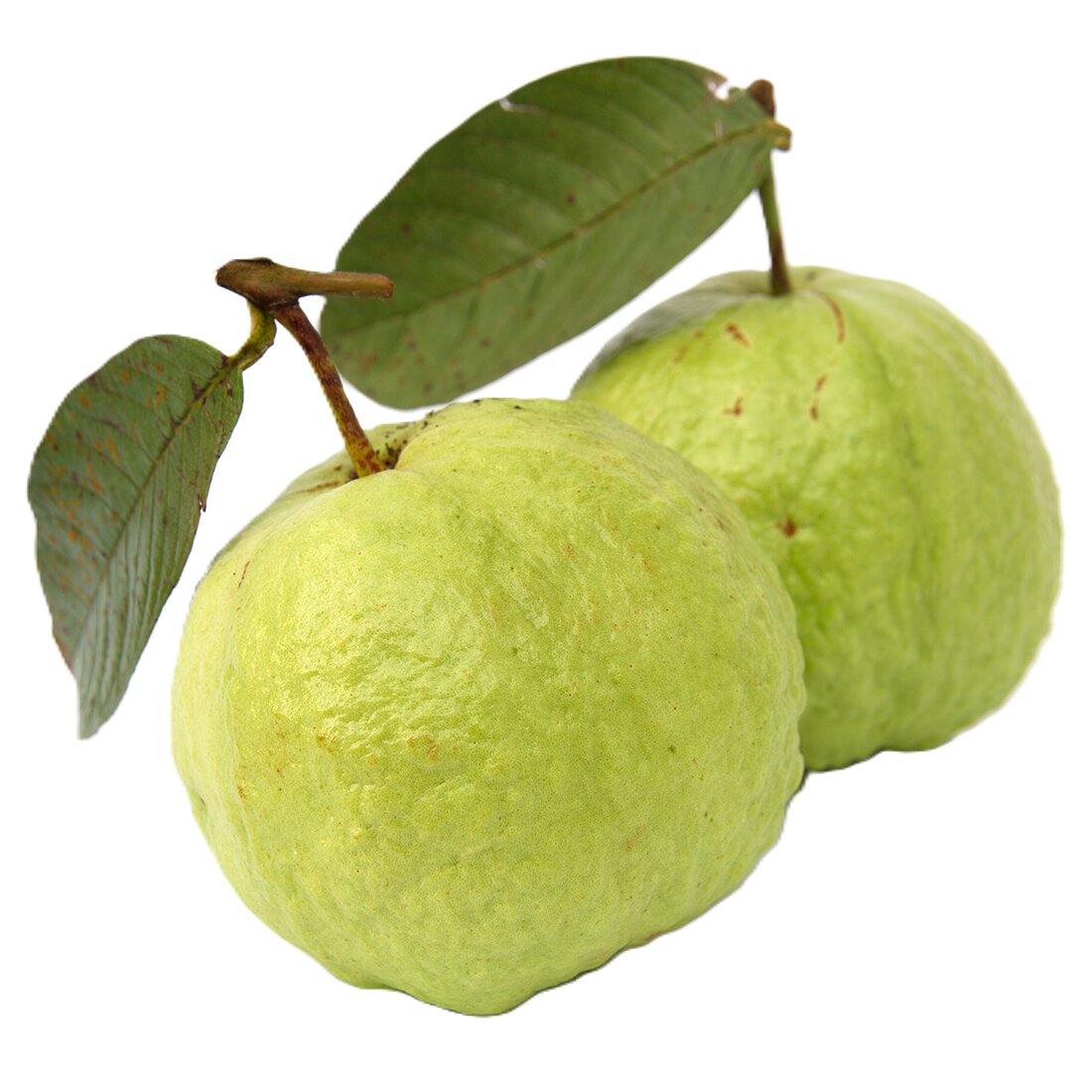 Guava Online in Germany