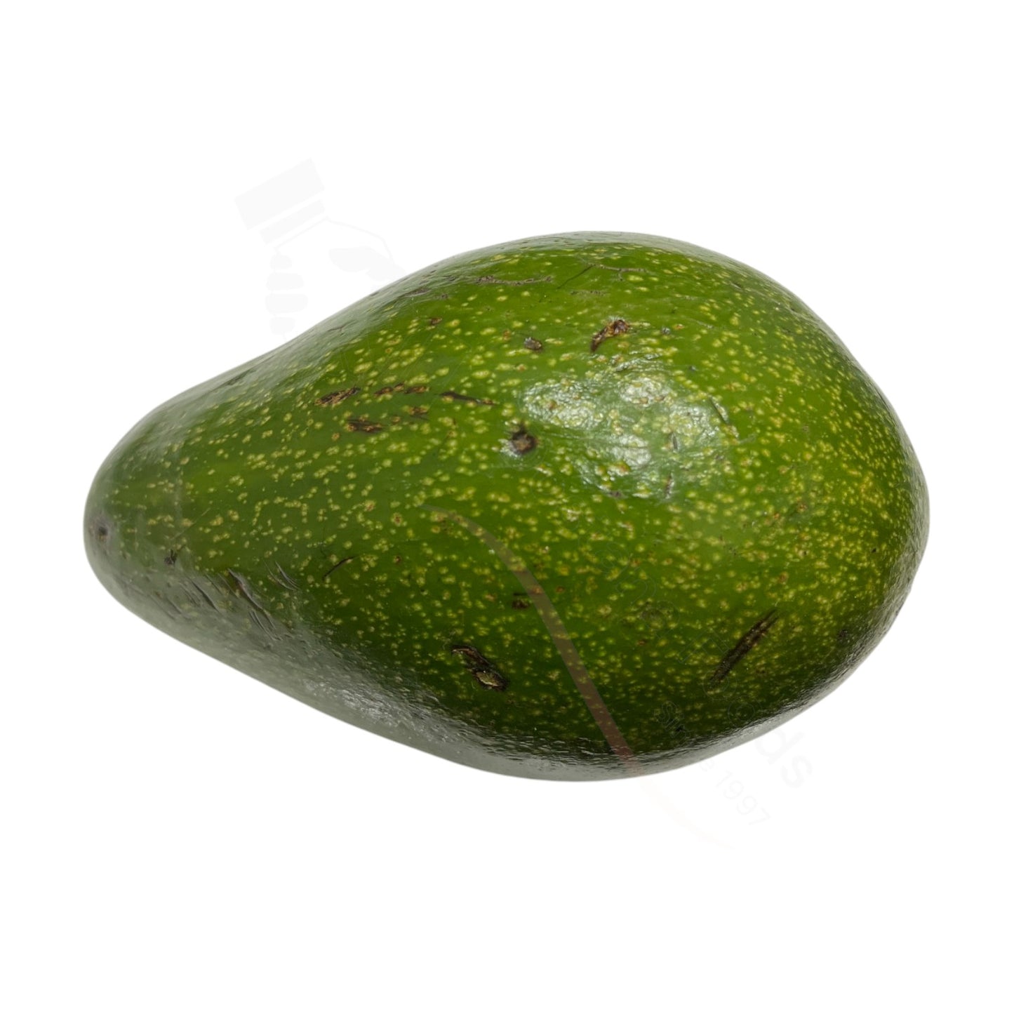 Fresh Avocado – Avocado