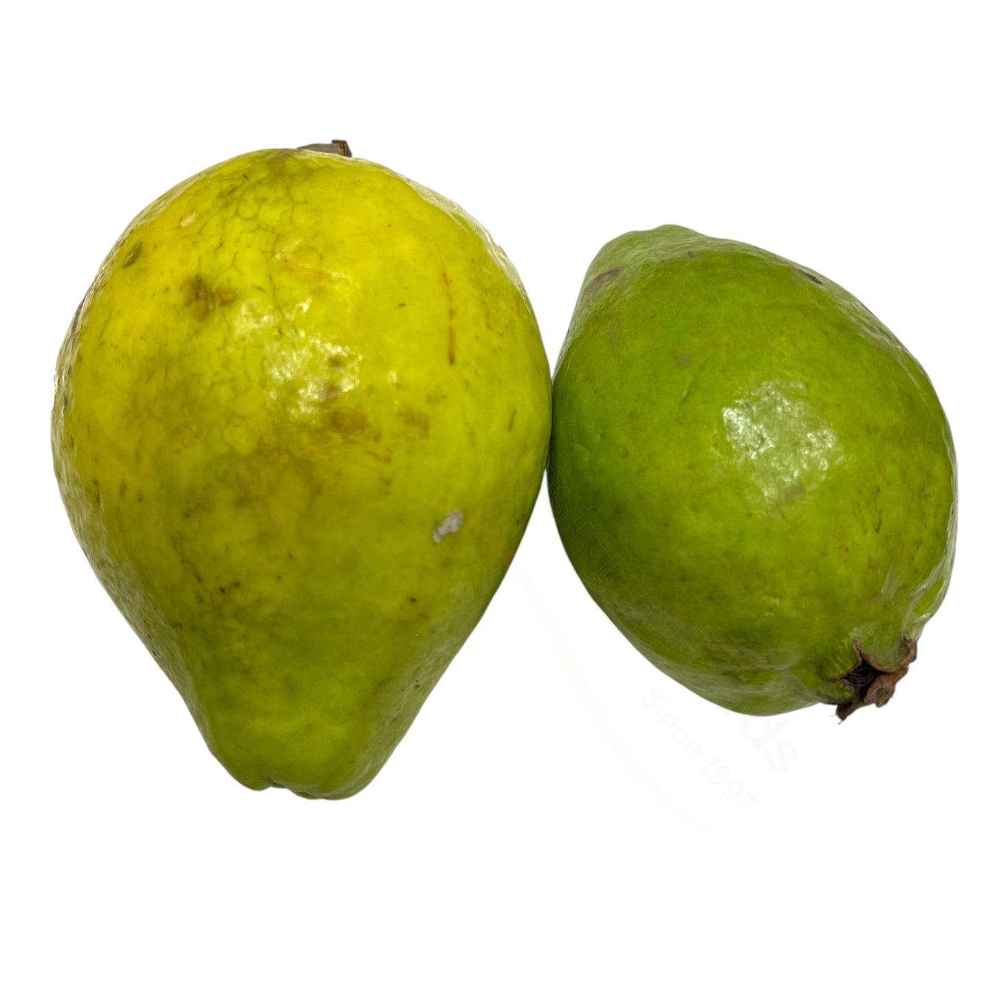 Fresh Chhoti Amrud – Kleine Guave