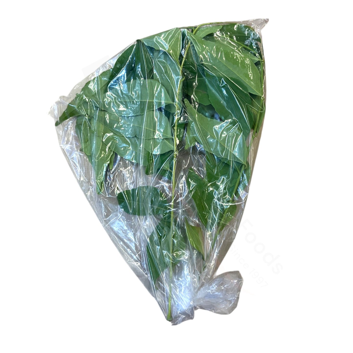 Fresh Curry Patta – Curryblätter