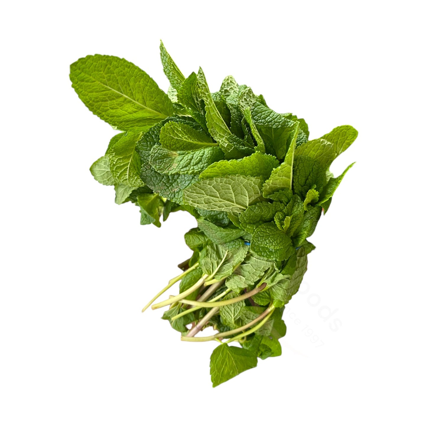 Fresh Pudina – Minze