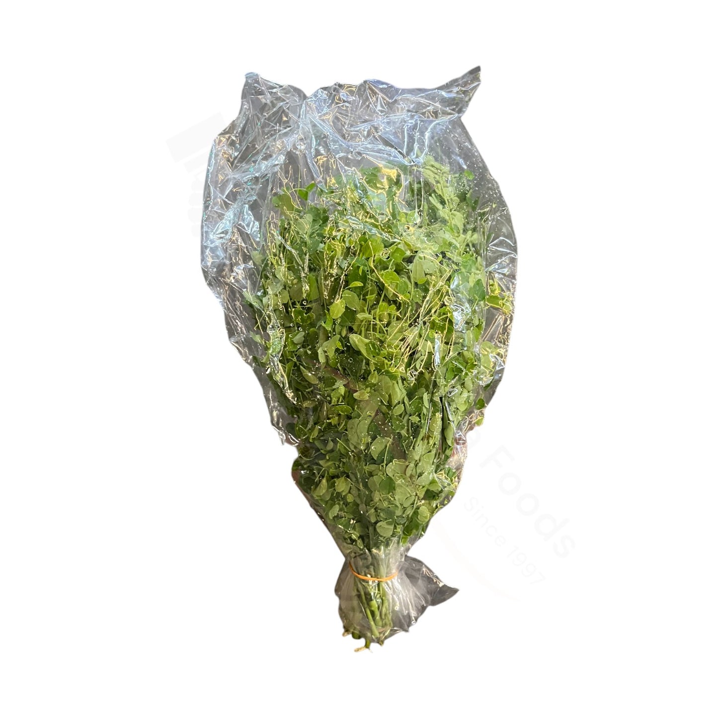 Fresh Moringa Patte – Moringa-Blätter