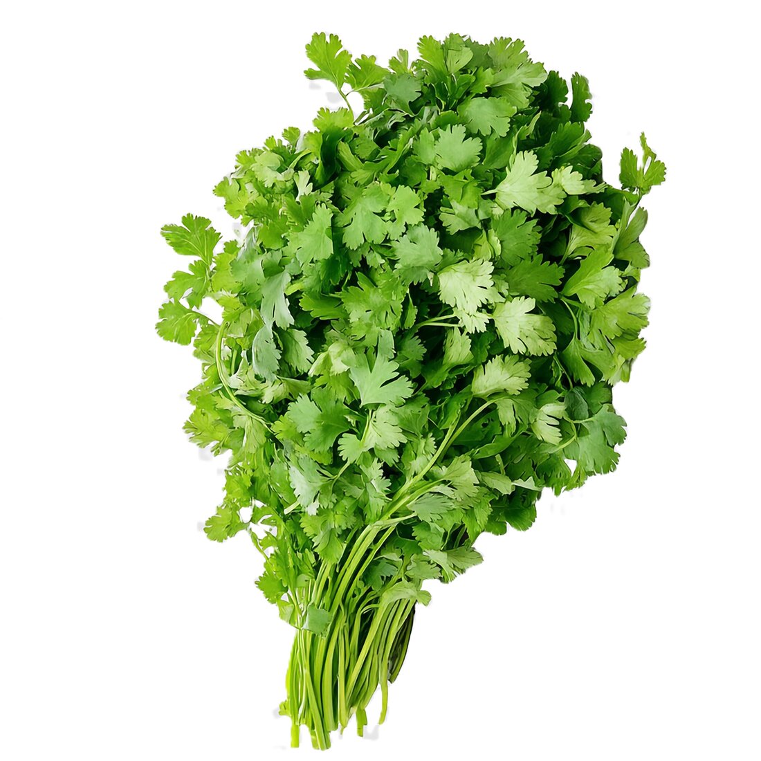 Fresh Dhaniya – Koriander