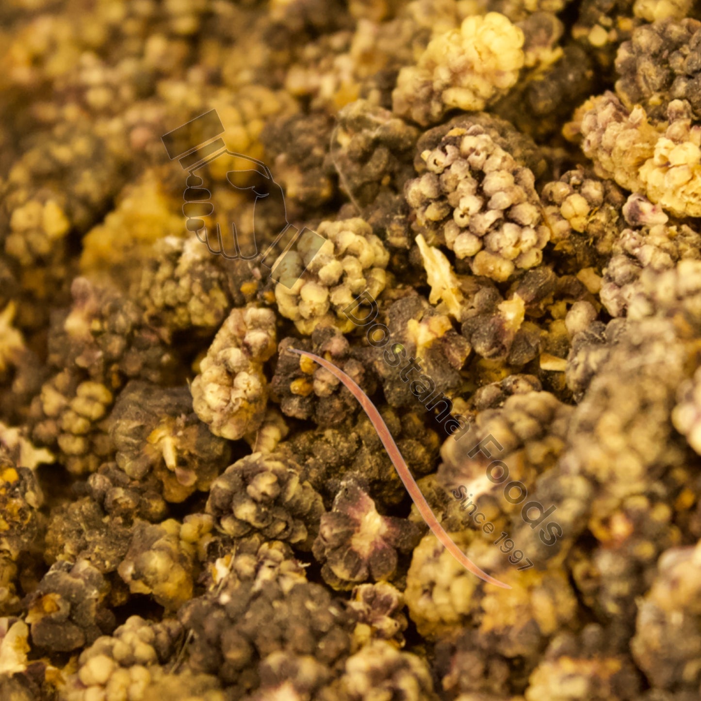 Maulbeeren dunkel – Kala Shahtoot Natur