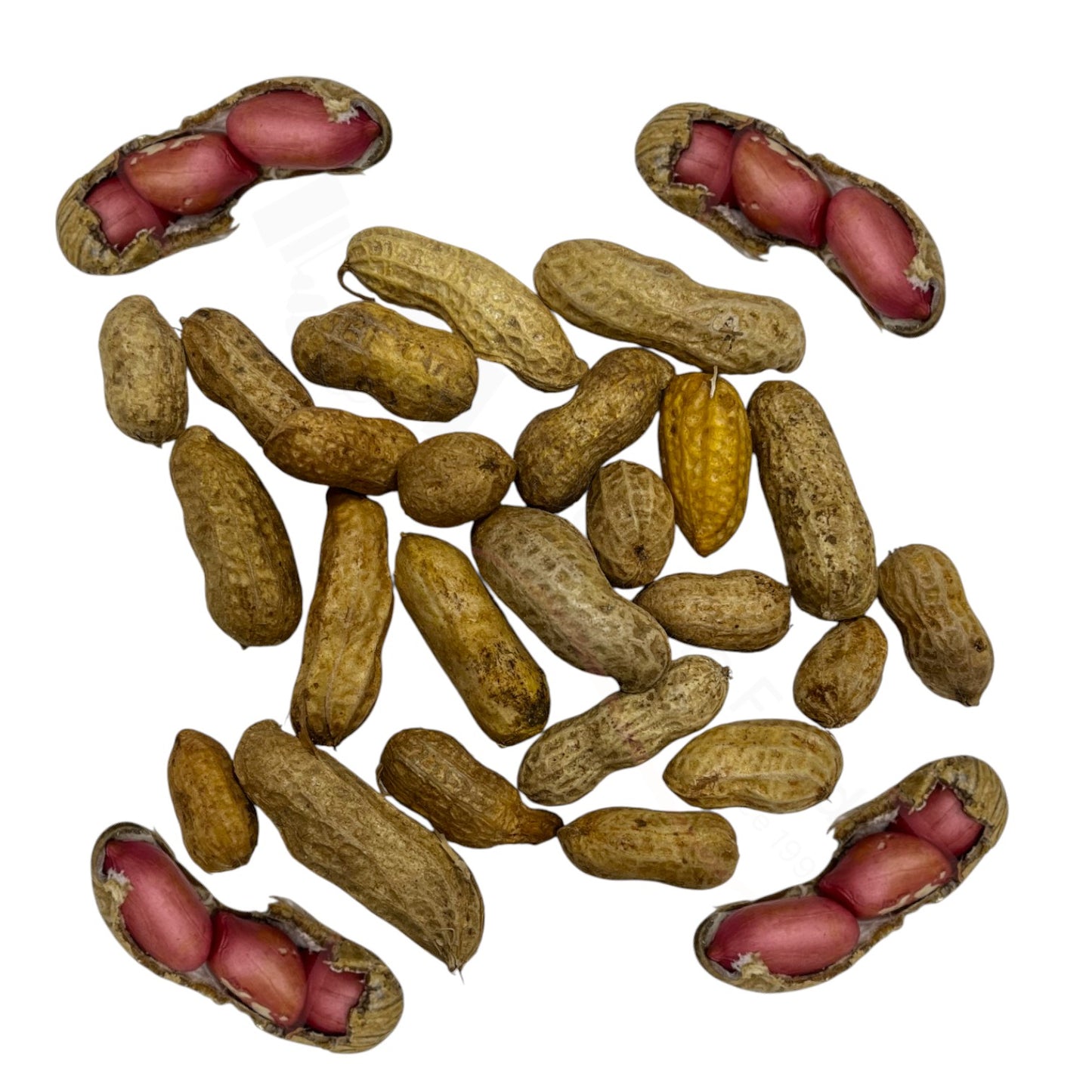 Fresh Moongphali – Erdnüsse frisch