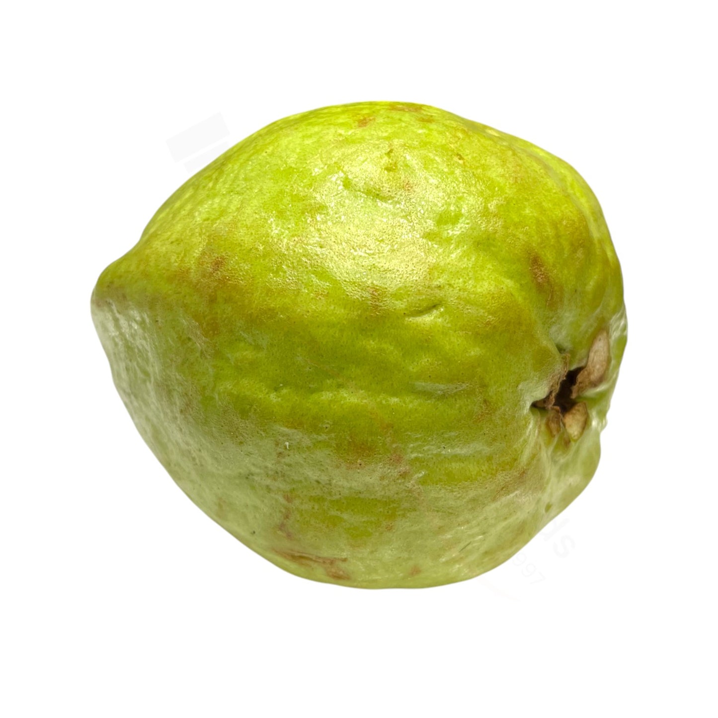 Fresh Badi Amrud – Große Guave