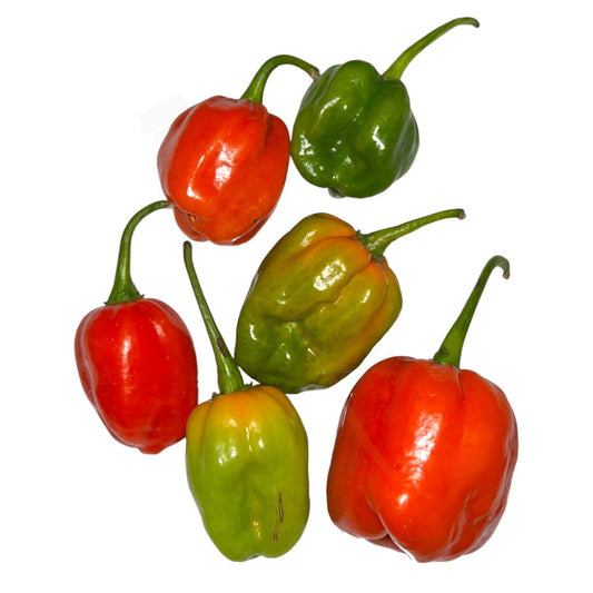 Fresh Scotch Bonnet – Afrikanische Chili Habaneros - Affro Hot Pepper