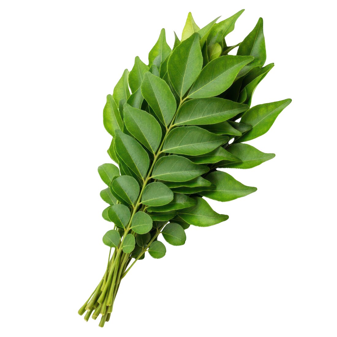 curry leaves in germany