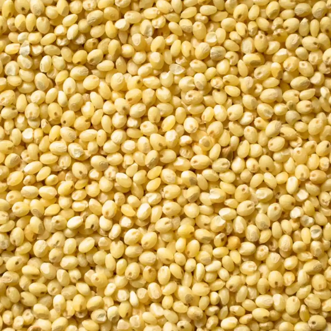 Proso Millet - Chena